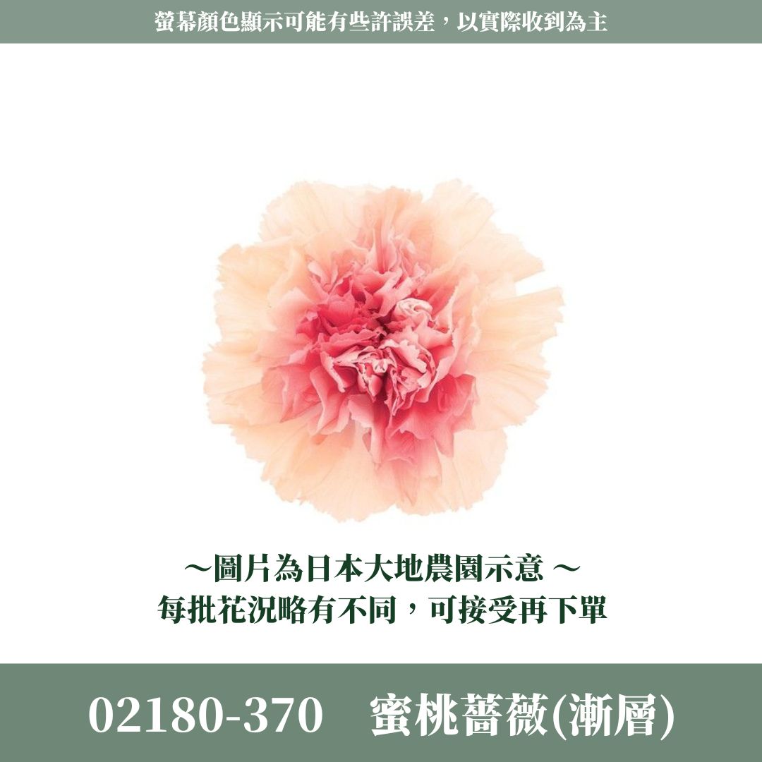02180 02182 原裝日本大地農園漸層康乃馨｜5-6.5cm｜蜜桃薔薇 落日橙 皇家藍 母親節 永生康乃馨 永生花