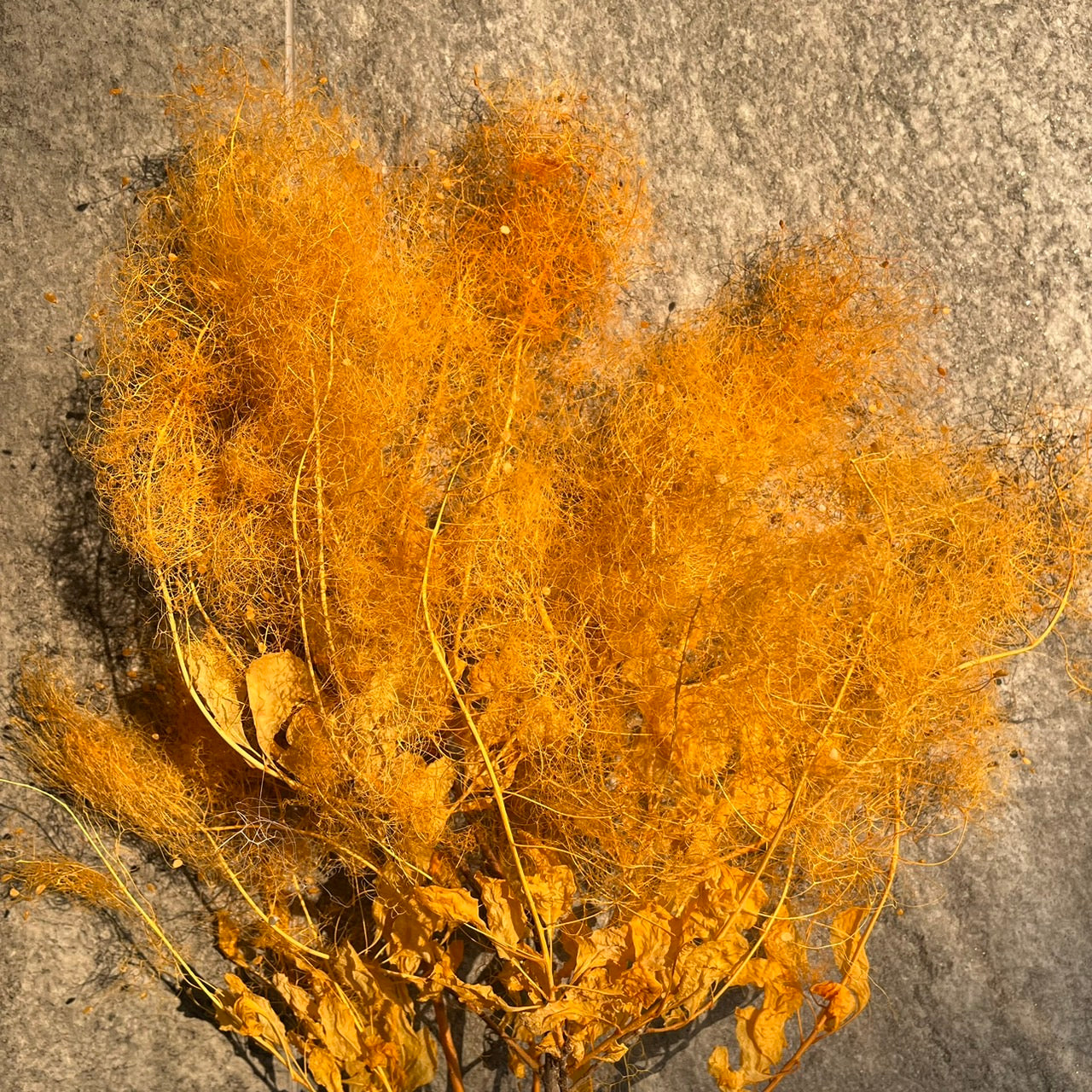 【台灣現貨】PA058S黃櫨 煙霧樹 夢幻草 黃櫨花 煙樹 霧花 霧中情人 永生 小份 拍攝道具 居家裝飾 室內擺設