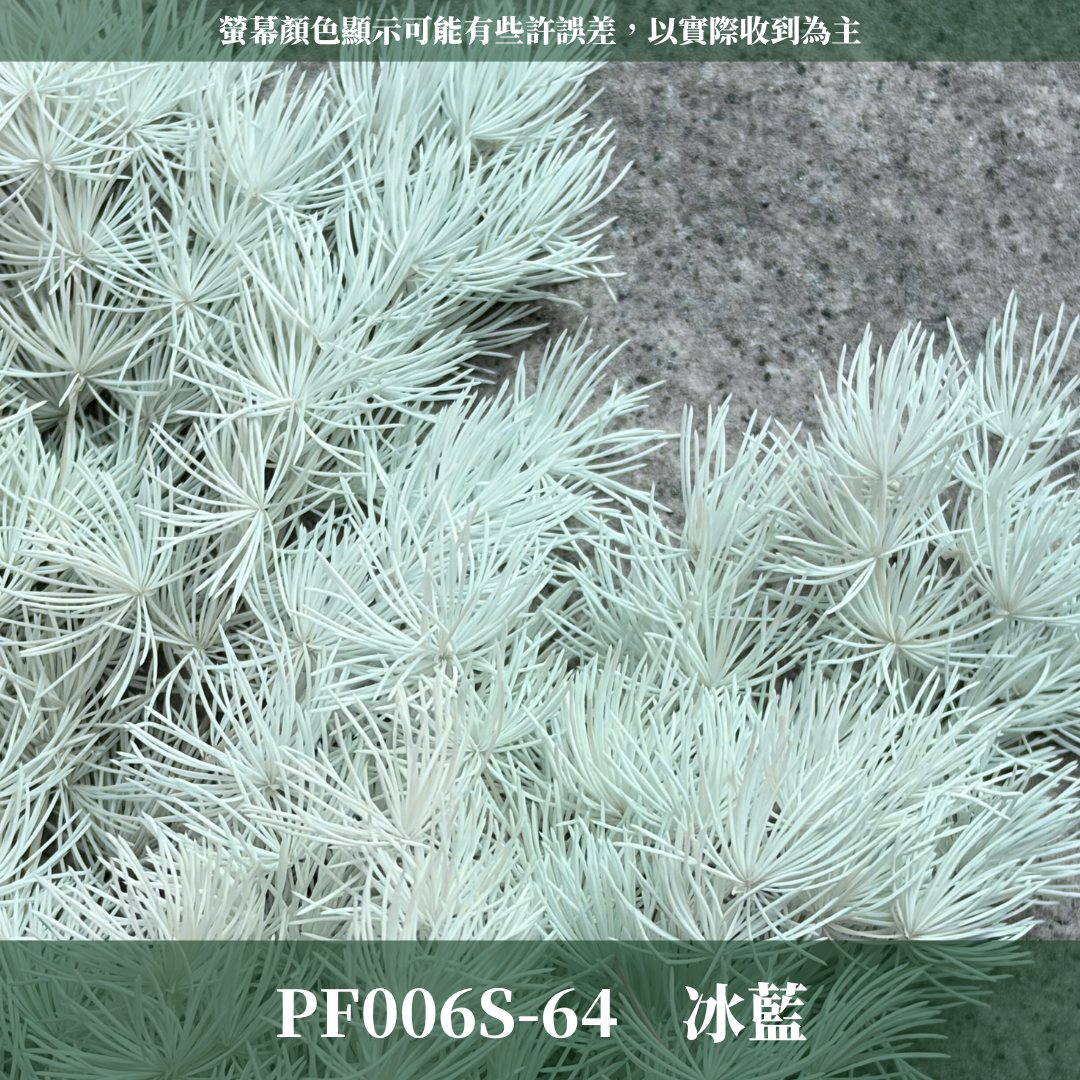 PF006S 經濟包蓬萊松｜永生蓬莱松 不凋蓬萊松 進口蓬萊松 萬壽松 A級永生蓬萊松 松樹 手作花材 花藝設計 台灣現貨 不凋花 永生花 聖誕鬆 聖誕花圈材料 聖誕樹材料 浮游花材料包 壽松 材料包