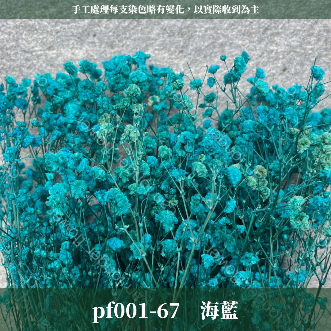 PF001 原裝滿天星｜A級永生滿天星工廠直供 拍攝婚禮佈置 韓式不凋滿天星 抖音款永生花 乾燥花 桌花花束 手作DIY