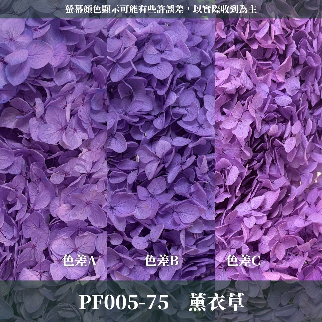 PF005 安娜繡球單支｜ A級 大份量 帶梗紫陽花 永生花 不凋花 乾燥花 DIY花材 拍攝道具 漸變花藝繡球 浮游花