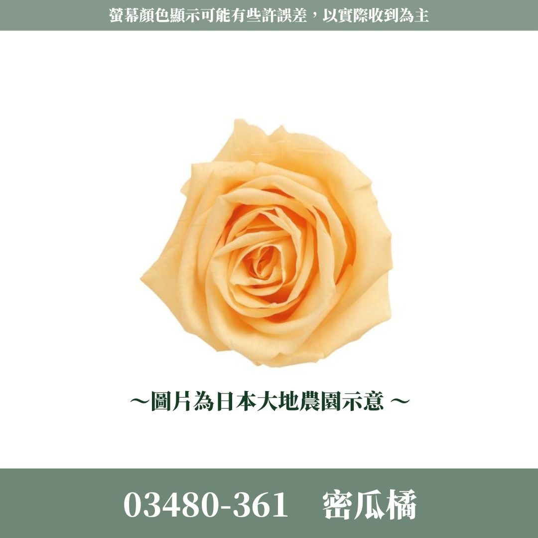 03480 中玫瑰