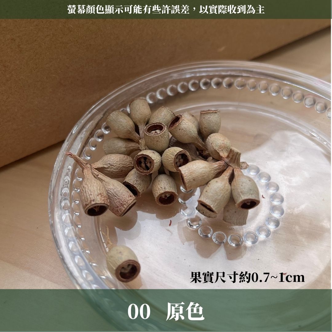 DS004B-M尤加利果(殭屍果) 30顆 果實