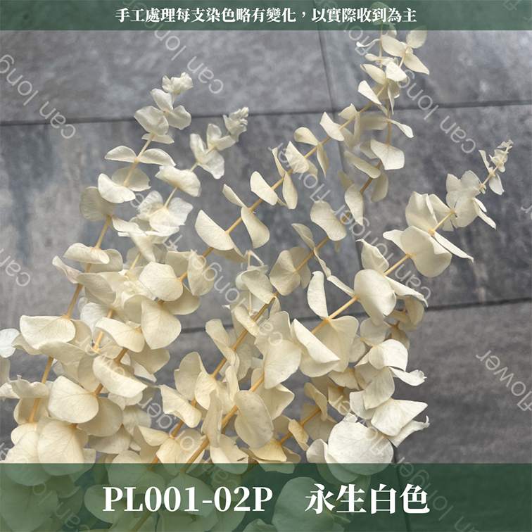 PL001 原裝寶貝尤加利｜不凋寶貝尤加利葉 小圓葉 永生花 染色尤加利 錢銅草 攝影道具 新娘捧花 乾燥花批發 捧花
