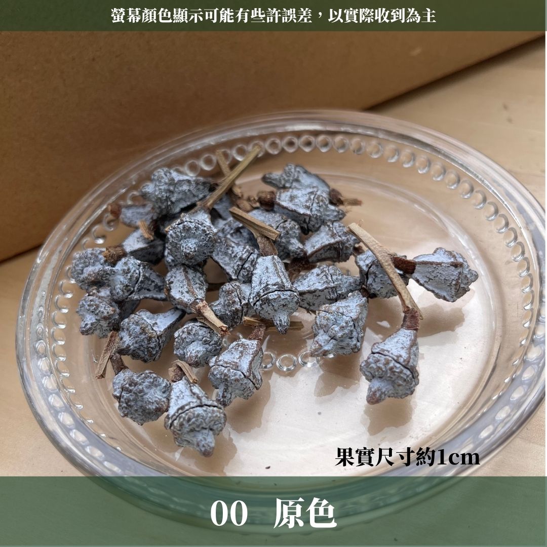 DS004-M尤加利果(原果)30顆 果實