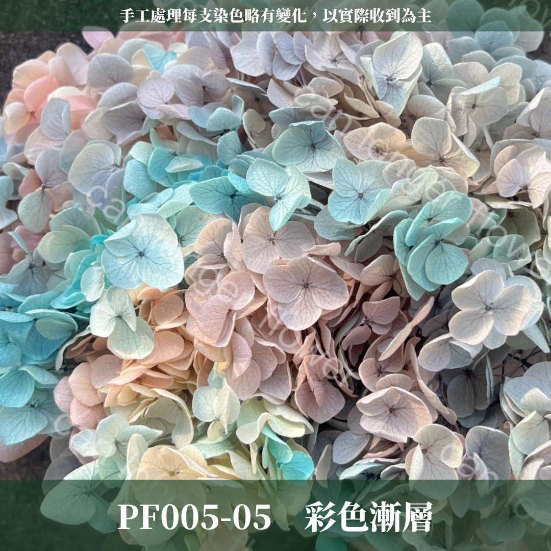 PF005-S 安娜繡球經濟盒裝｜ A級 漸層繡球 紫陽花 永生花 不凋花 乾燥花 DIY花材 拍攝道具 蜉蝣花花材