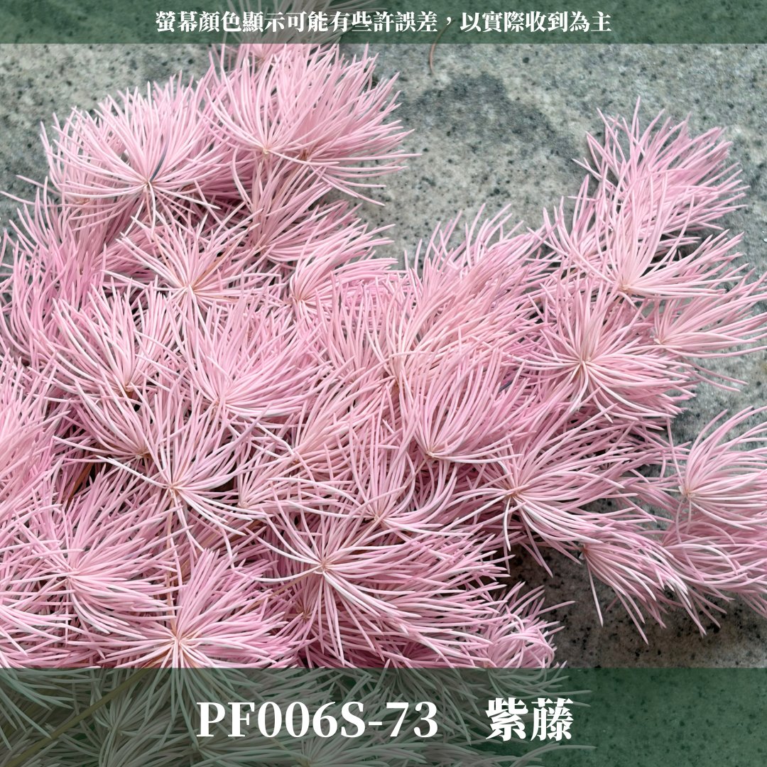 PF006S 經濟包蓬萊松｜永生蓬莱松 不凋蓬萊松 進口蓬萊松 萬壽松 A級永生蓬萊松 松樹 手作花材 花藝設計 台灣現貨 不凋花 永生花 聖誕鬆 聖誕花圈材料 聖誕樹材料 浮游花材料包 壽松 材料包