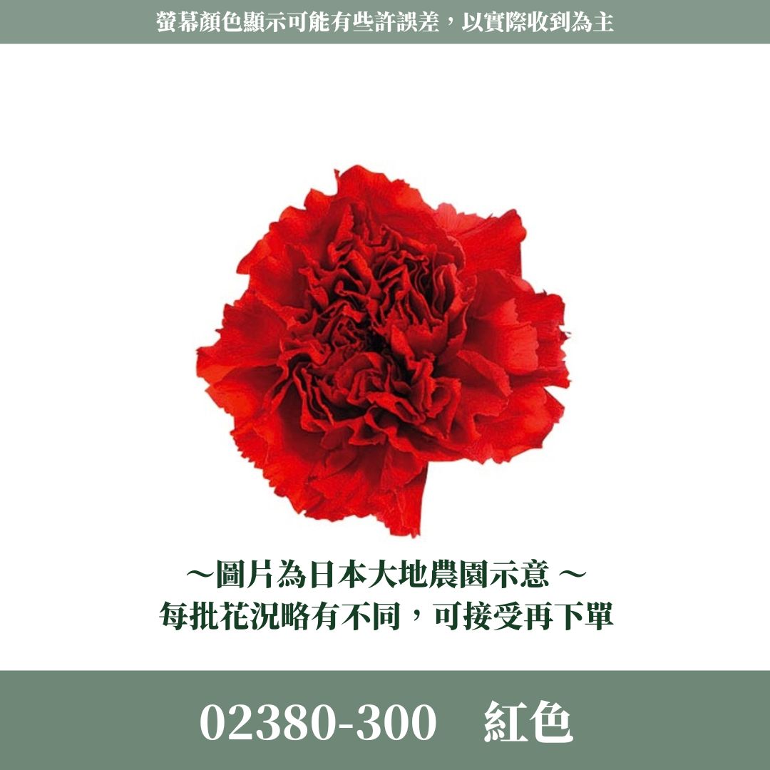 02380s 日本大地農園康乃馨｜買8朵只要1044元｜日本進口 母親節永生康乃馨 永生花 不凋花 母親節花束手作材料