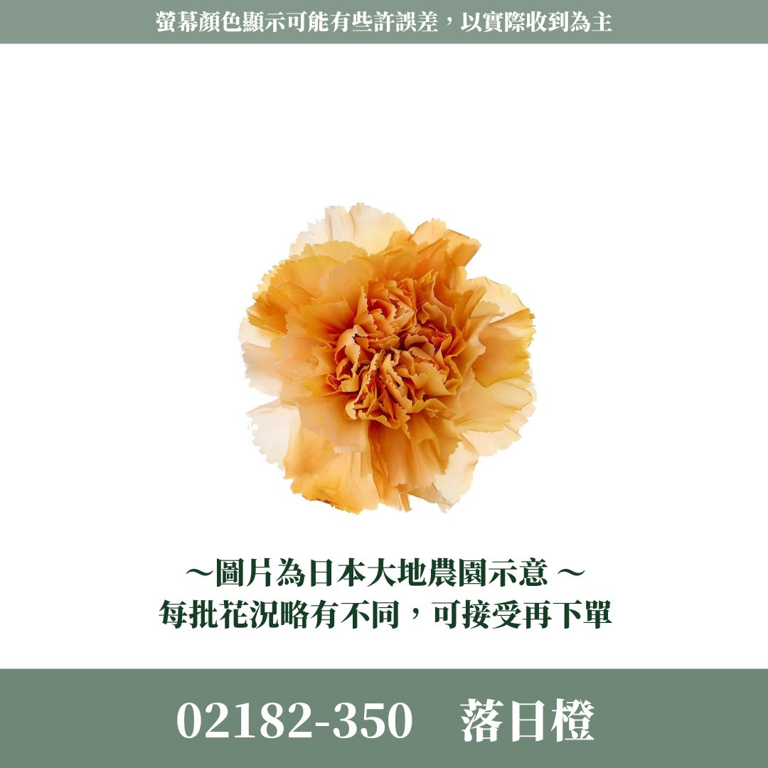 02180 02182 原裝日本大地農園漸層康乃馨｜5-6.5cm｜蜜桃薔薇 落日橙 皇家藍 母親節 永生康乃馨 永生花
