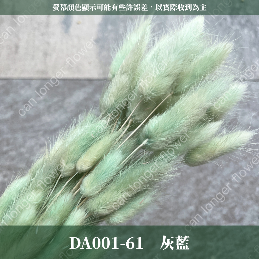 DA001 原裝兔尾草｜彩色兔尾草 乾燥永生花 花束花材 莫蘭迪色 插花DIY 拍照道具 乾燥兔尾草 乾燥花