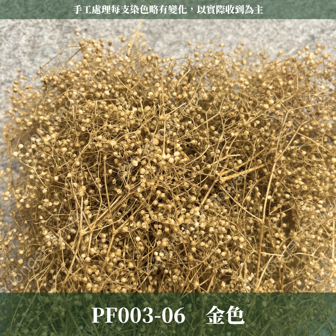 Pf003 迷你滿天星 小滿天星