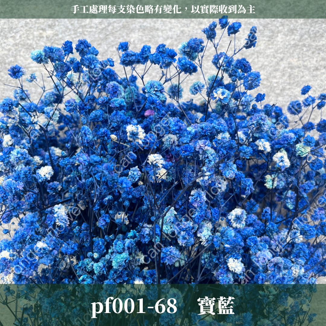PF001 原裝滿天星｜A級永生滿天星工廠直供 拍攝婚禮佈置 韓式不凋滿天星 抖音款永生花 乾燥花 桌花花束 手作DIY
