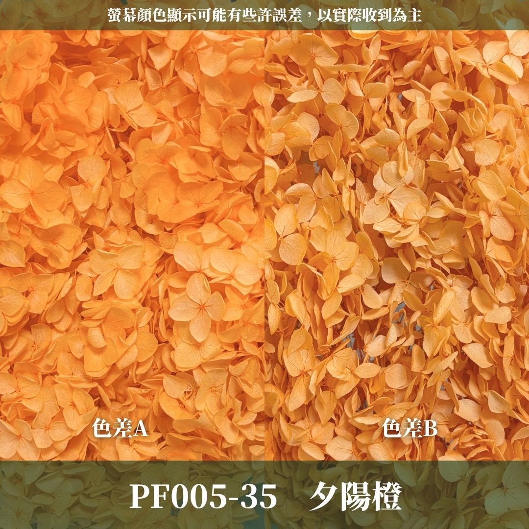 PF005 安娜繡球單支｜ A級 大份量 帶梗紫陽花 永生花 不凋花 乾燥花 DIY花材 拍攝道具 漸變花藝繡球 浮游花