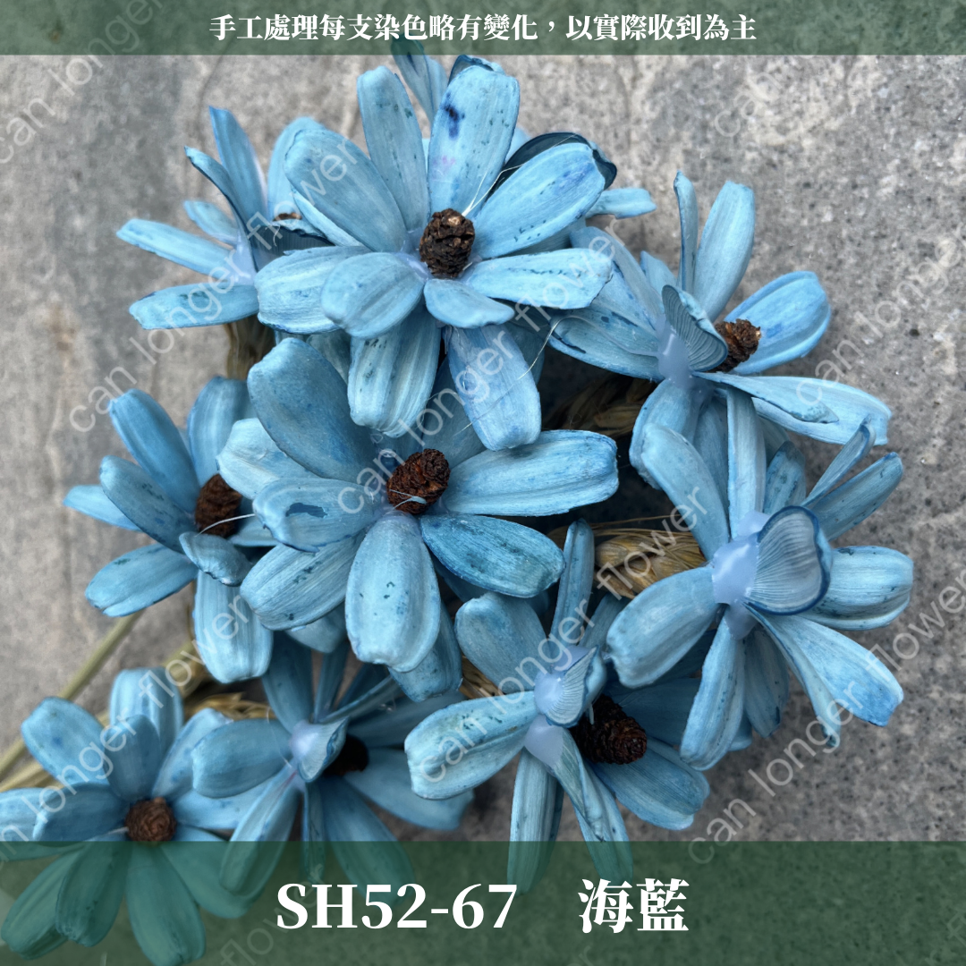 SH52 原裝小雛菊瓜子花｜此區已售完，請私訊或主頁"小雛菊瓜子花"