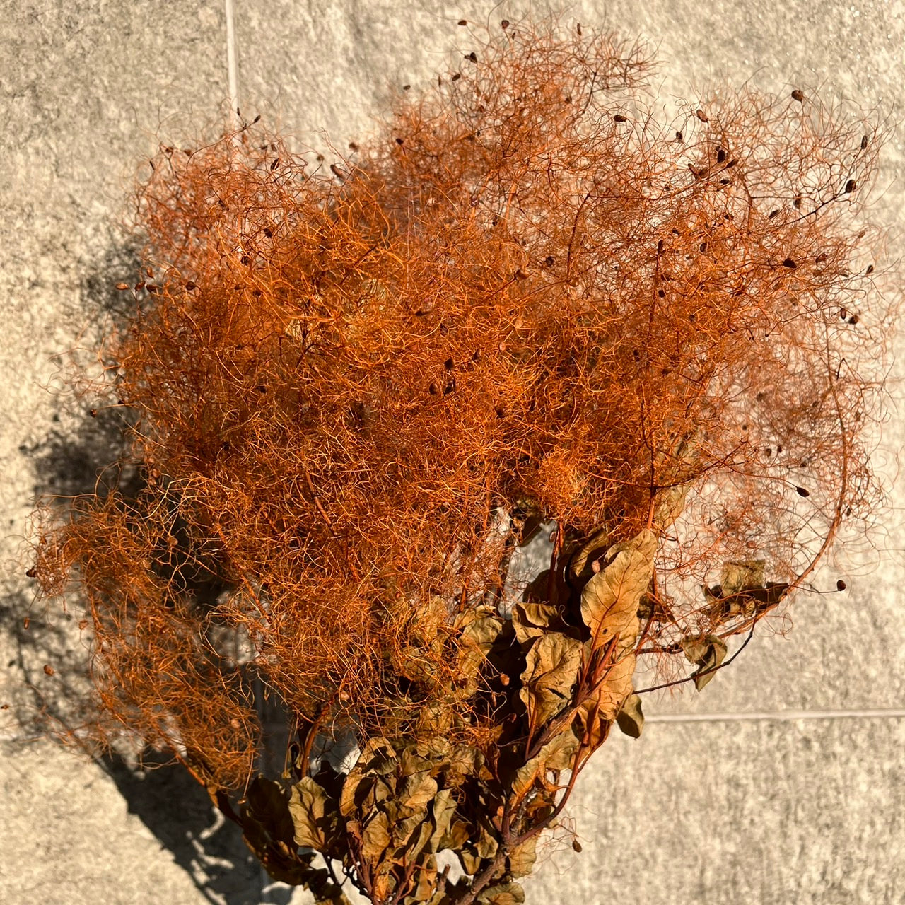 【台灣現貨】PA058S黃櫨 煙霧樹 夢幻草 黃櫨花 煙樹 霧花 霧中情人 永生 小份 拍攝道具 居家裝飾 室內擺設