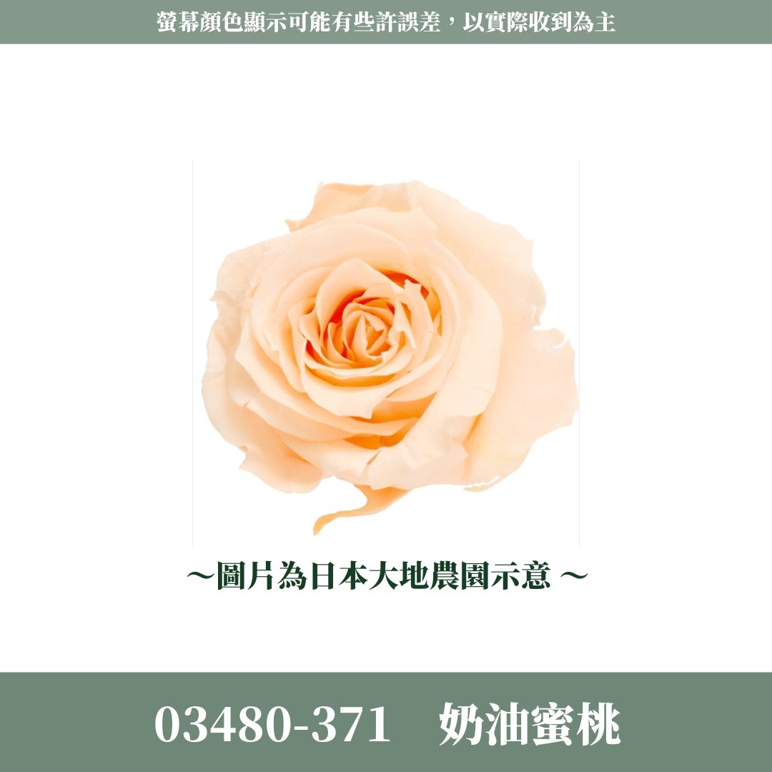 03480 中玫瑰
