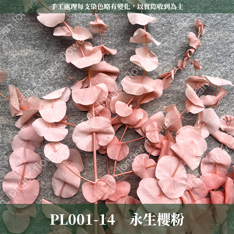 PL001 原裝寶貝尤加利｜不凋寶貝尤加利葉 小圓葉 永生花 染色尤加利 錢銅草 攝影道具 新娘捧花 乾燥花批發 捧花