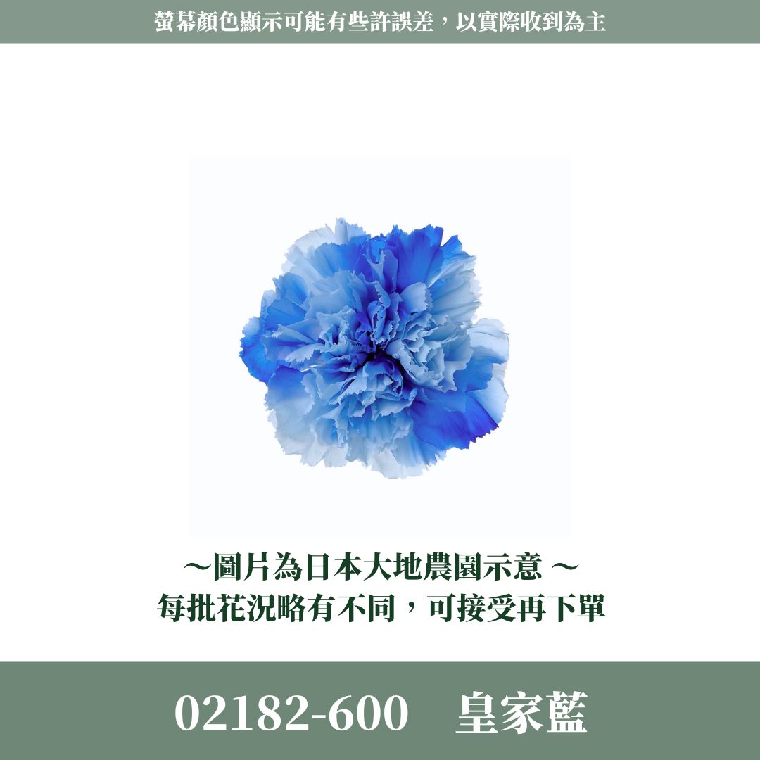 02180 02182 原裝日本大地農園漸層康乃馨｜5-6.5cm｜蜜桃薔薇 落日橙 皇家藍 母親節 永生康乃馨 永生花
