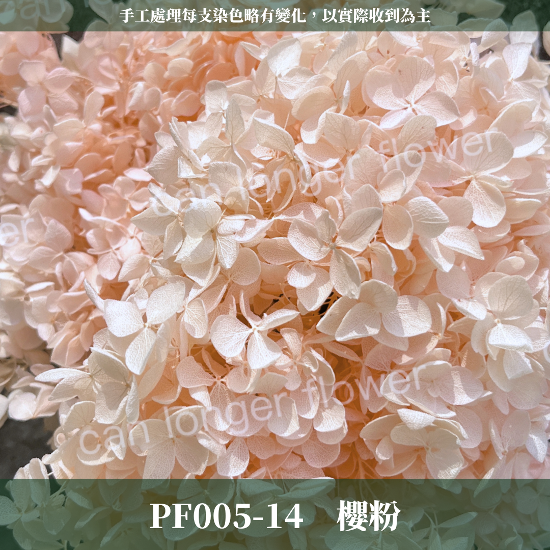 PF005-S 安娜繡球經濟盒裝｜ A級 漸層繡球 紫陽花 永生花 不凋花 乾燥花 DIY花材 拍攝道具 蜉蝣花花材