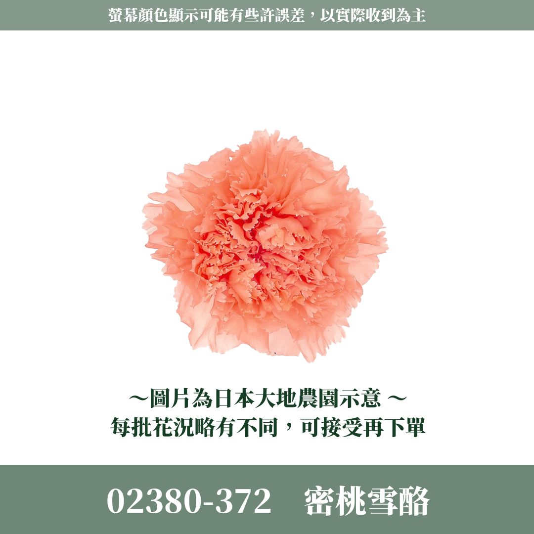02380s 日本大地農園康乃馨｜買8朵只要1044元｜日本進口 母親節永生康乃馨 永生花 不凋花 母親節花束手作材料