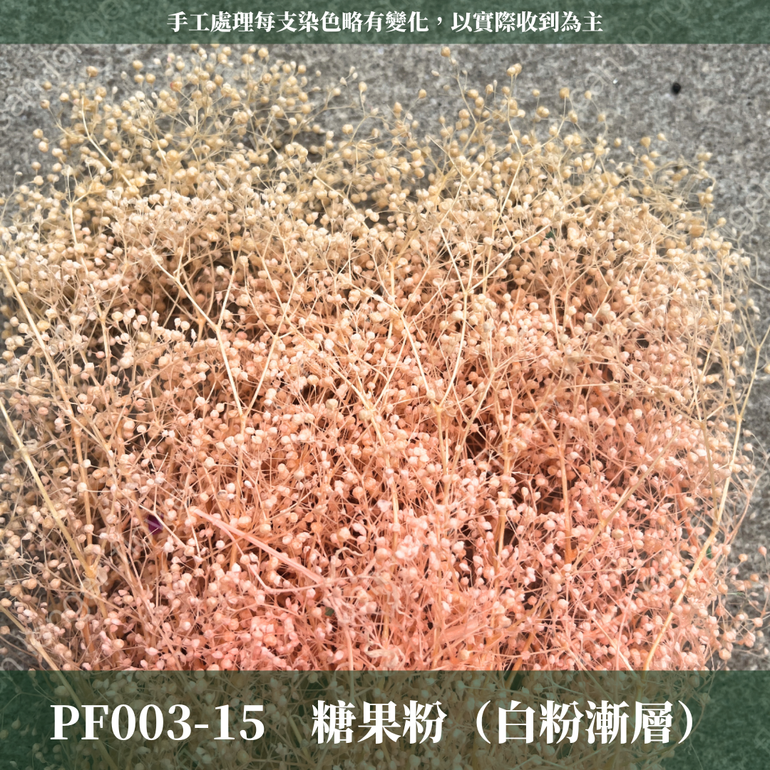 Pf003 迷你滿天星 小滿天星