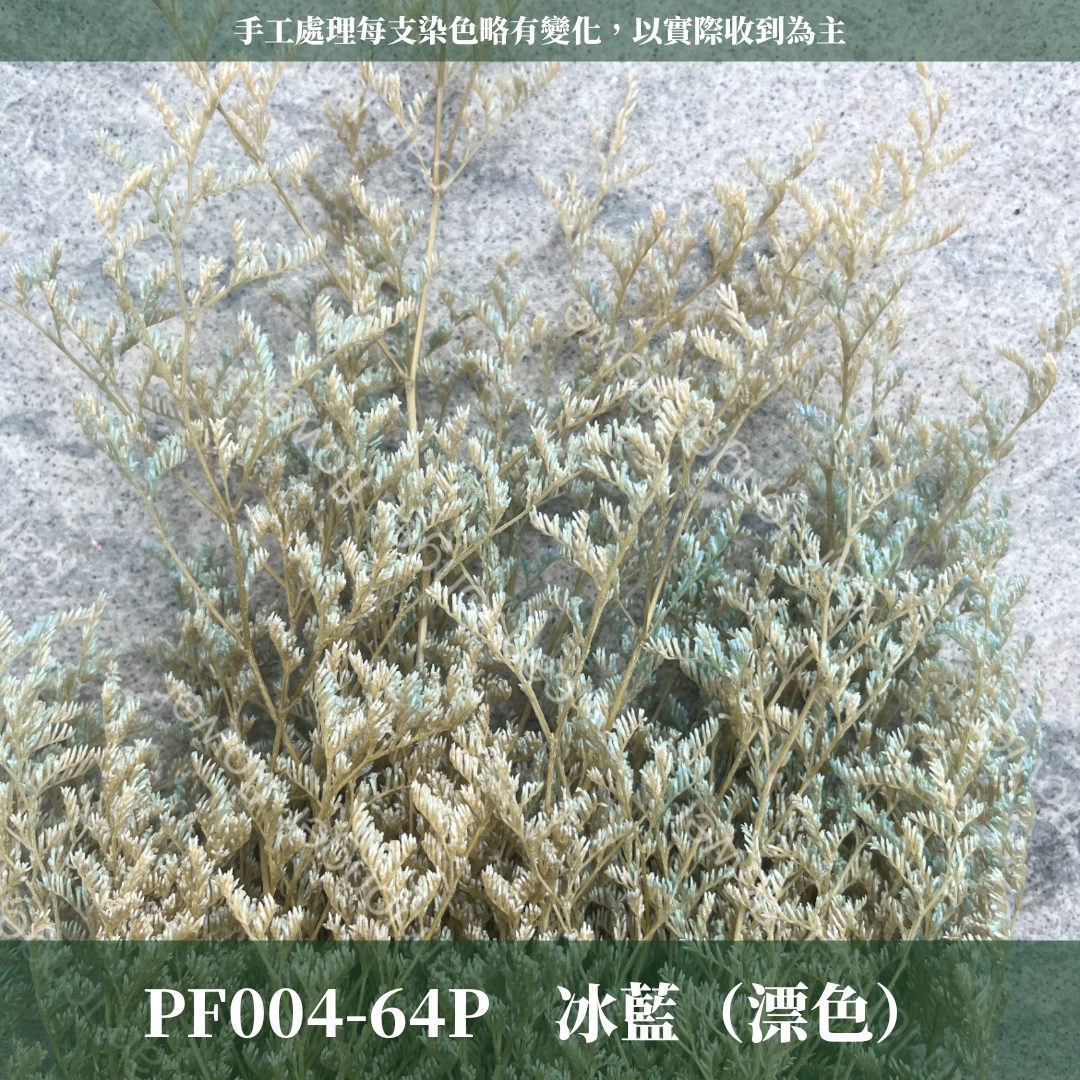 PF004 原裝卡斯比亞｜情人草