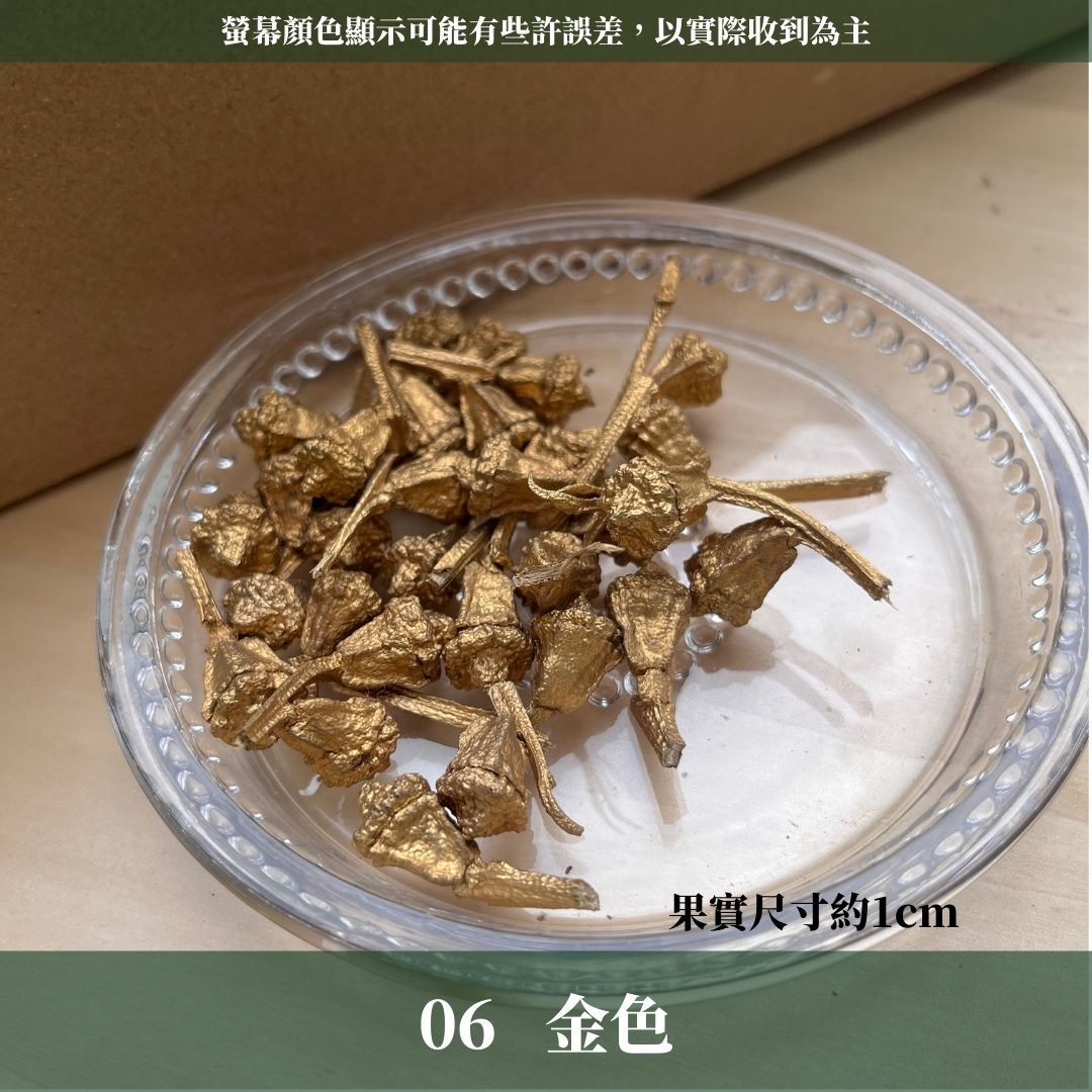 DS004-M尤加利果(原果)30顆 果實