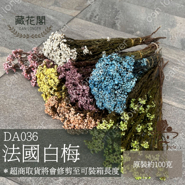 ✿ 台灣現貨 ✿  DA036 法國白梅 (約80克)
