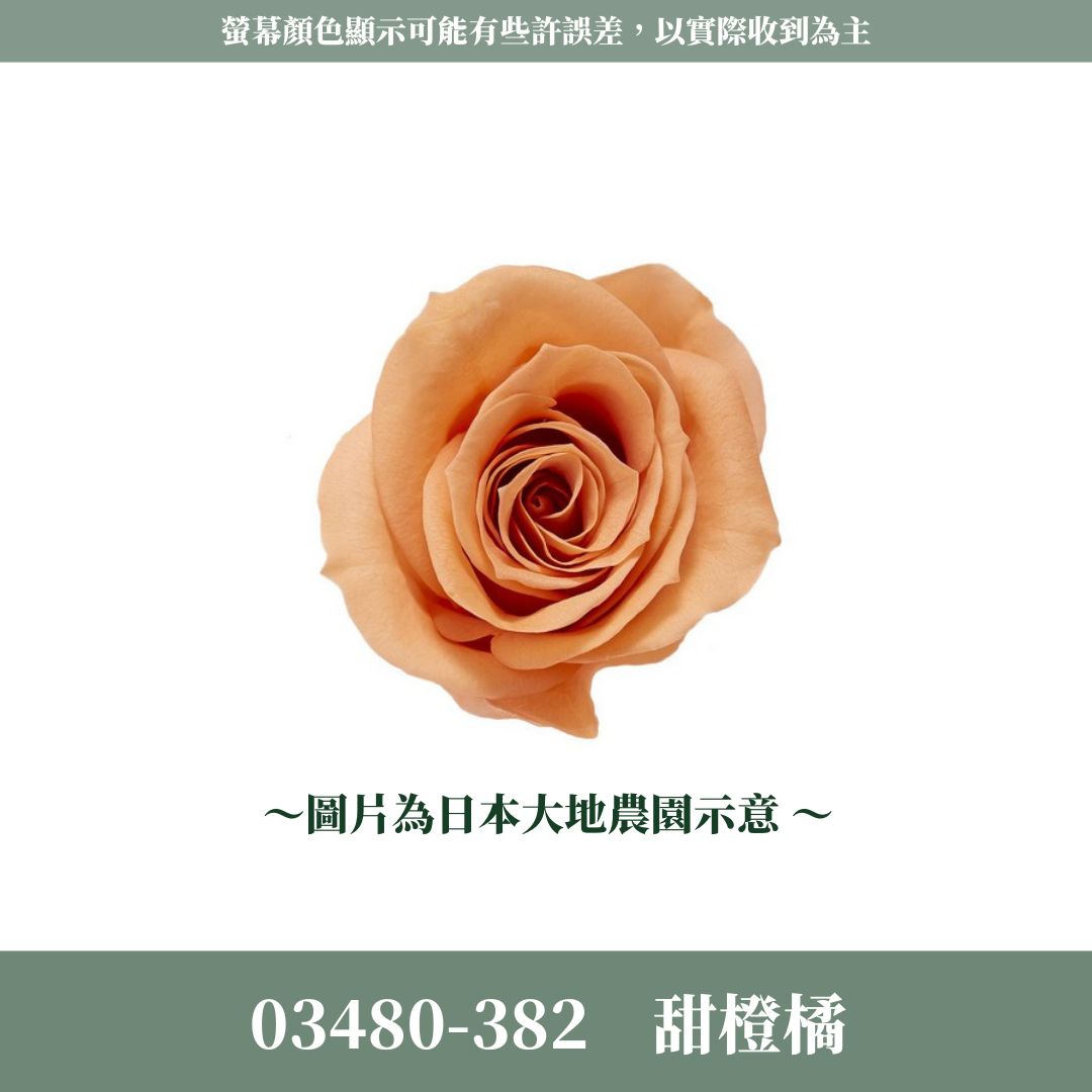 03480 中玫瑰