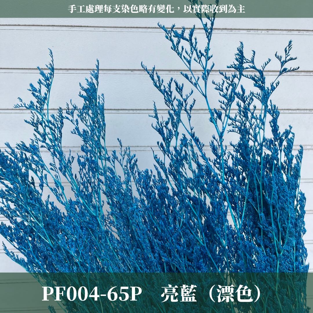 PF004 原裝卡斯比亞｜情人草