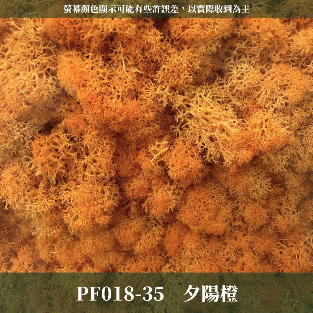 PF018 原裝永生馴鹿苔｜特級永生水草 微景觀水苔 苔蘚造景 乾燥花 不凋花 永生花藝材料 撲底用草 假草皮 moss