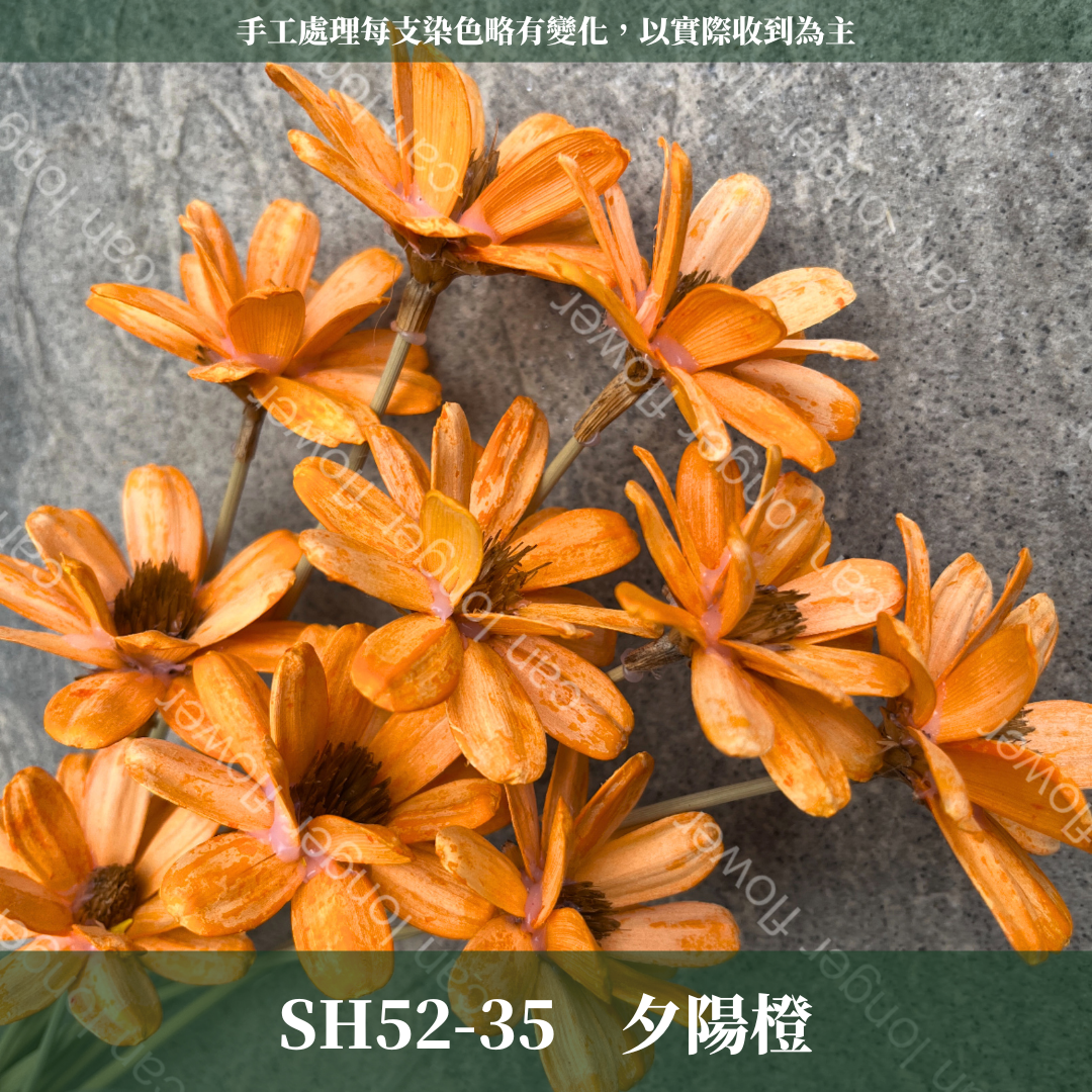 SH52 瓜子花 單朵 小份量  台灣現貨