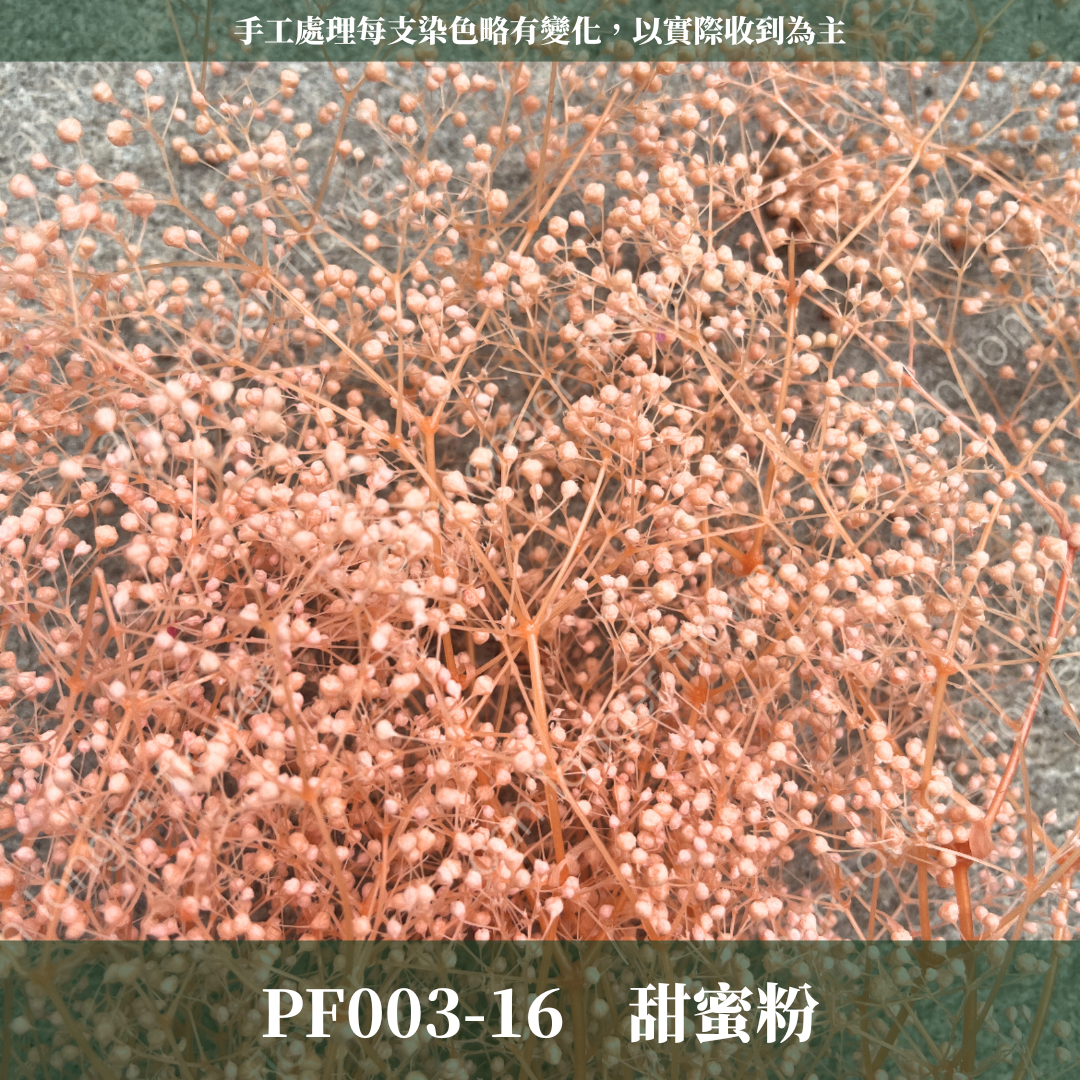 Pf003 迷你滿天星 小滿天星