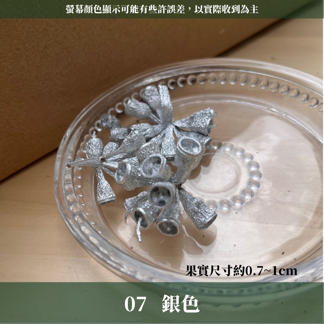 DS004B-M尤加利果(殭屍果) 30顆 果實