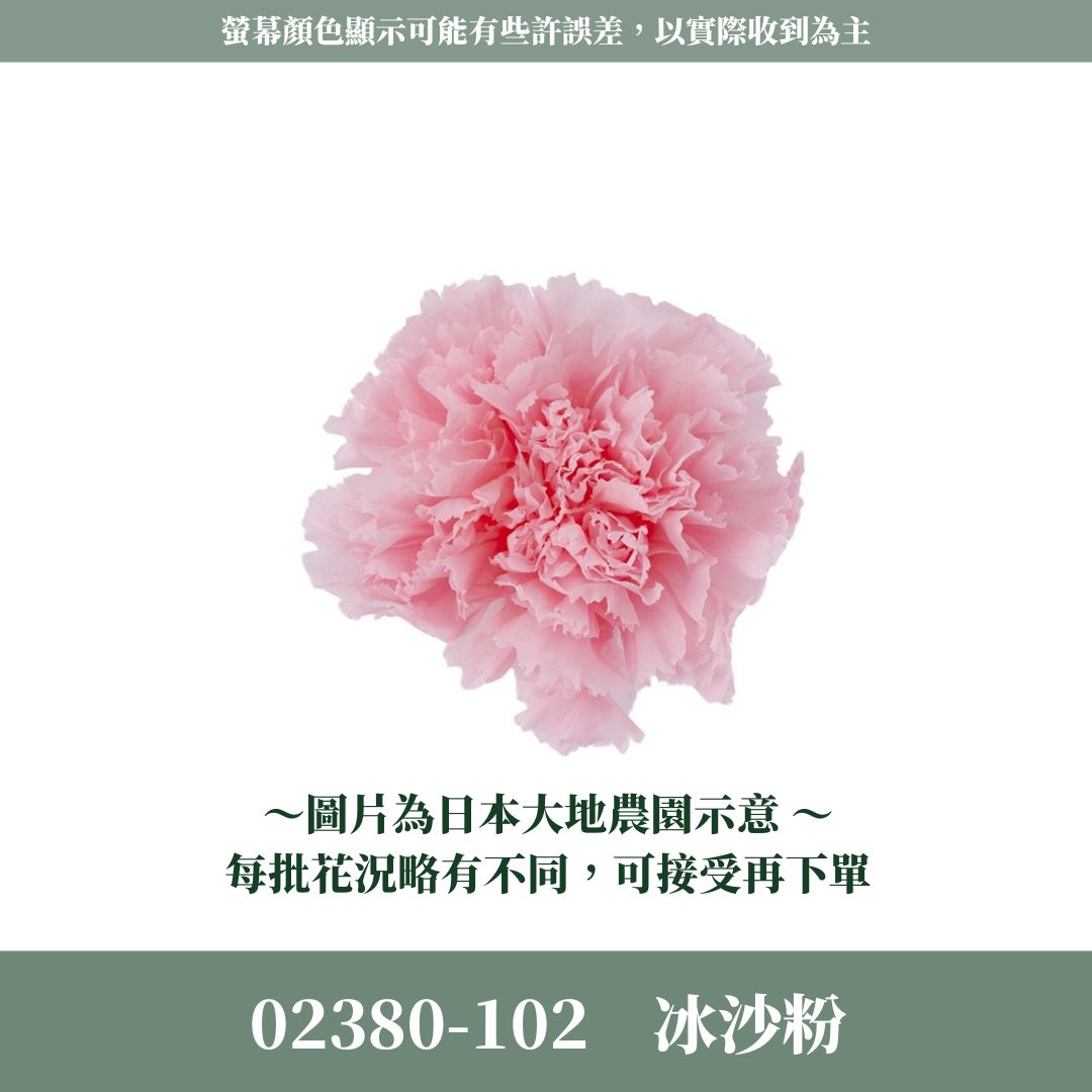 02380 原裝日本大地農園康乃馨｜5-6.5cm｜日本進口母親節永生康乃馨 永生花 不凋花 母親節手作材料 花材 花頭