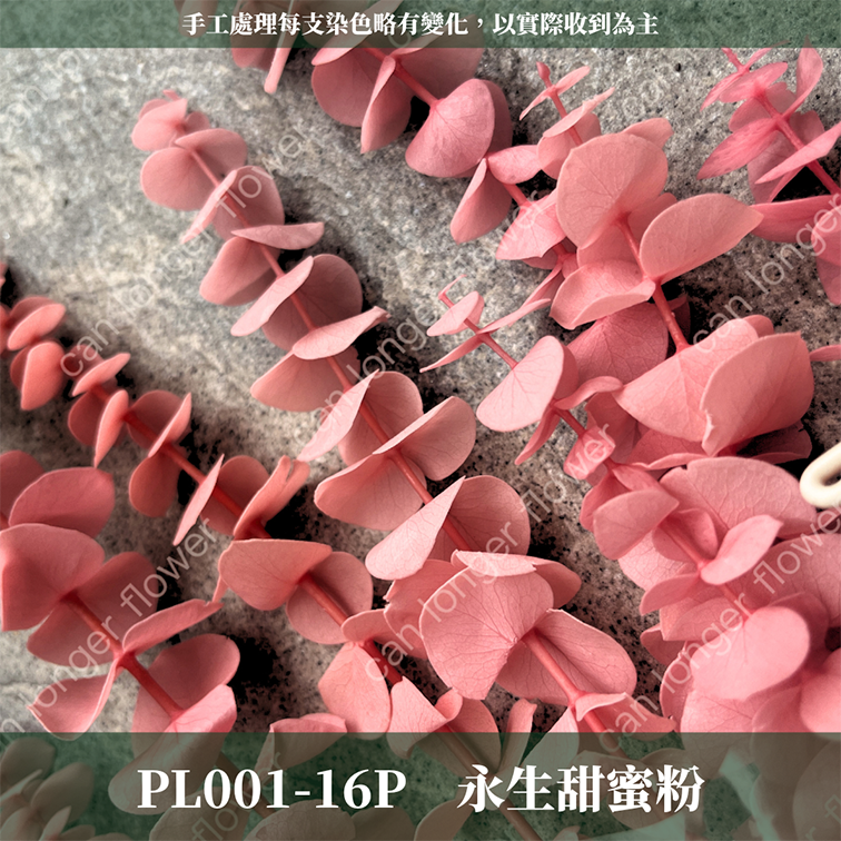 PL001 原裝寶貝尤加利｜不凋寶貝尤加利葉 小圓葉 永生花 染色尤加利 錢銅草 攝影道具 新娘捧花 乾燥花批發 捧花