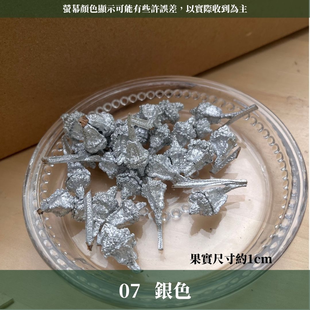 DS004-M尤加利果(原果)30顆 果實