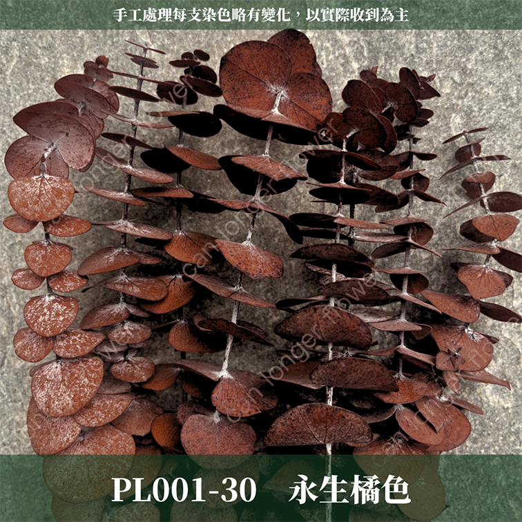 PL001 原裝寶貝尤加利｜不凋寶貝尤加利葉 小圓葉 永生花 染色尤加利 錢銅草 攝影道具 新娘捧花 乾燥花批發 捧花
