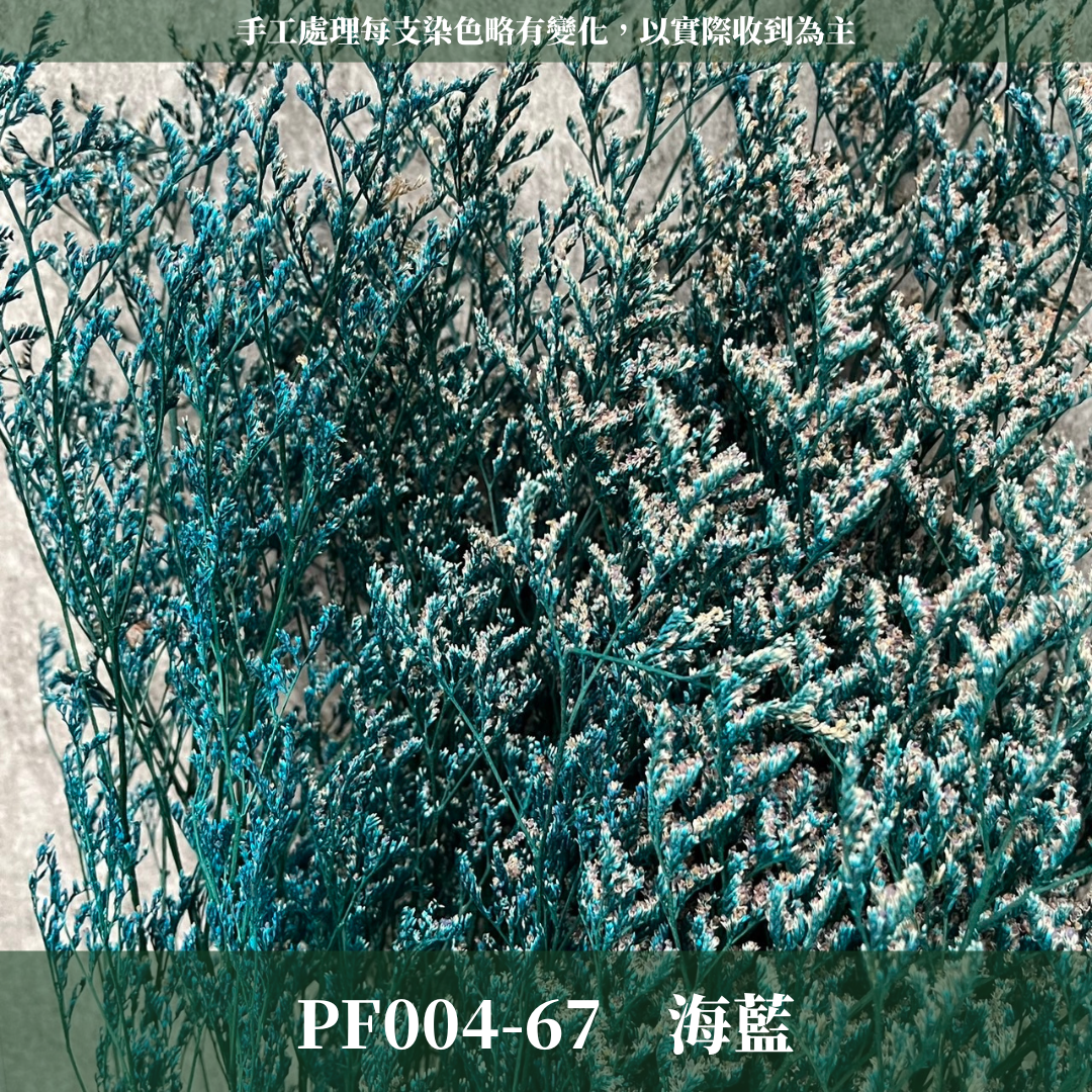 PF004 原裝卡斯比亞｜情人草