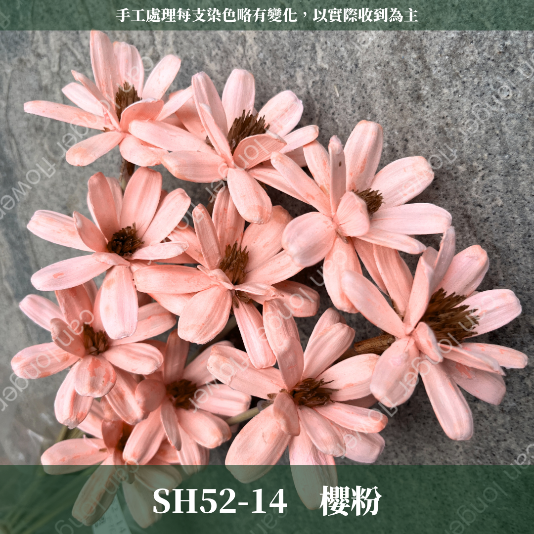SH52 原裝小雛菊瓜子花｜此區已售完，請私訊或主頁"小雛菊瓜子花"