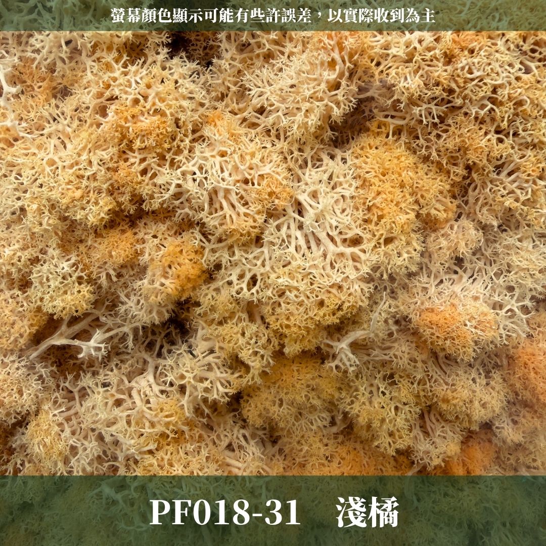 PF018 原裝永生馴鹿苔｜特級永生水草 微景觀水苔 苔蘚造景 乾燥花 不凋花 永生花藝材料 撲底用草 假草皮 moss