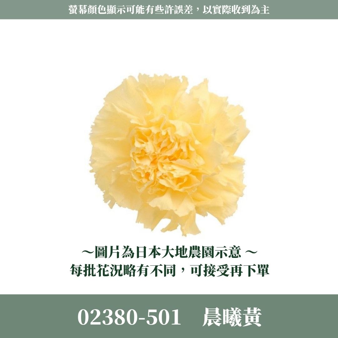 02380s 日本大地農園康乃馨｜買8朵只要1044元｜日本進口 母親節永生康乃馨 永生花 不凋花 母親節花束手作材料