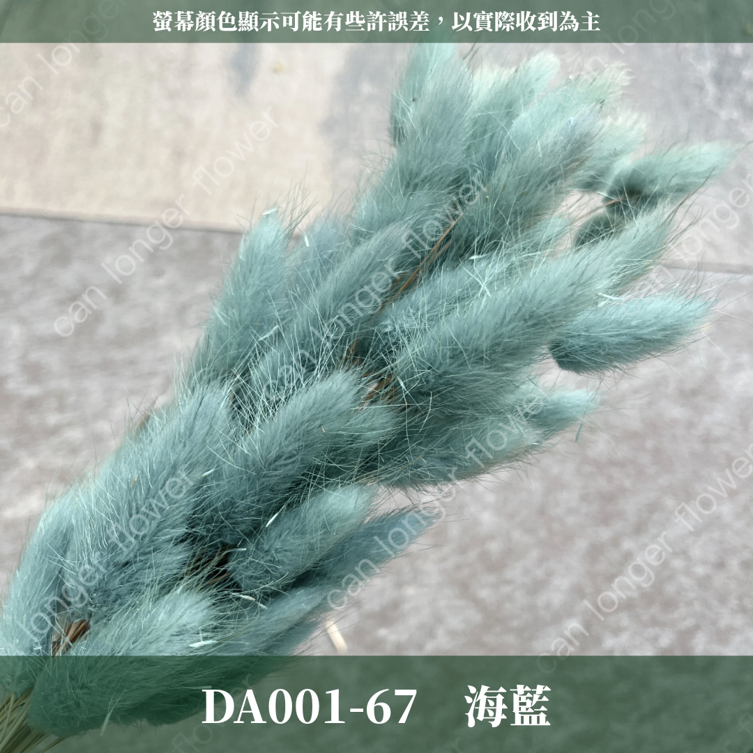 DA001 原裝兔尾草｜彩色兔尾草 乾燥永生花 花束花材 莫蘭迪色 插花DIY 拍照道具 乾燥兔尾草 乾燥花