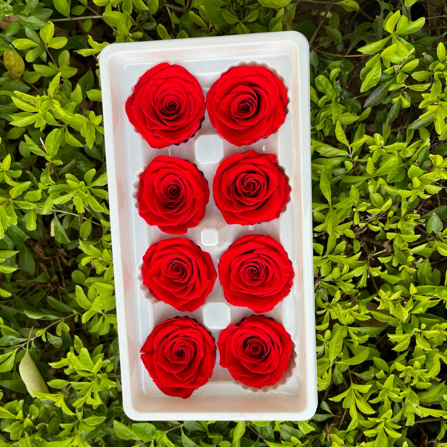 ✿ 台灣現貨 ✿ R08 永生玫瑰 4-5cm 原裝 8朵裝 永生花
