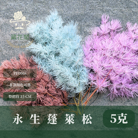 PF006S 經濟包蓬萊松｜永生蓬莱松 不凋蓬萊松 進口蓬萊松 萬壽松 A級永生蓬萊松 松樹 手作花材 花藝設計 台灣現貨 不凋花 永生花 聖誕鬆 聖誕花圈材料 聖誕樹材料 浮游花材料包 壽松 材料包