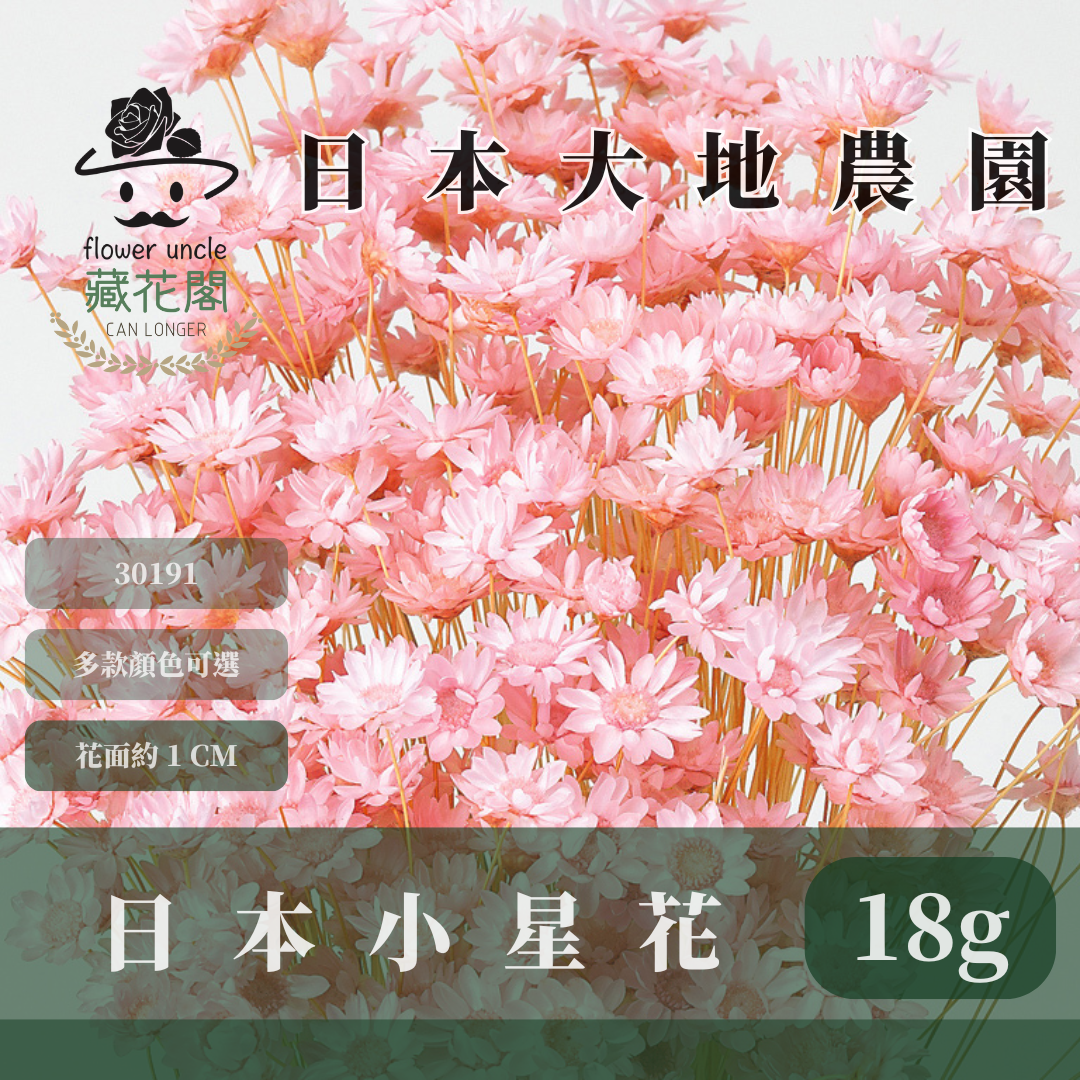 30191 日本小星花｜小星花 乾燥小星花 日本大地農園 進口花材 日本乾燥花 日本花材 スターフラワー・ブロッサム