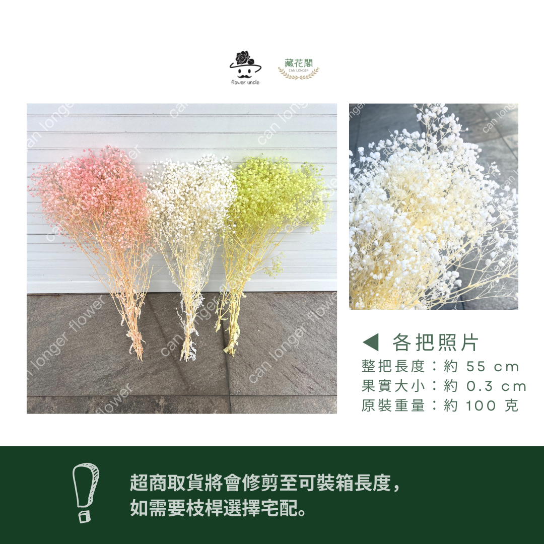 PF002 原裝夢幻星｜A級漂色滿天星 特級漂白滿天星 夢幻滿天星 永生花  乾燥花 拍照道具 店面佈置 DIY手作