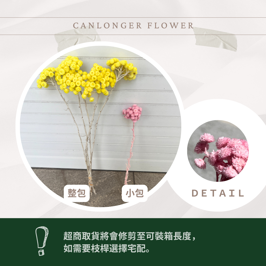 ✿ 台灣現貨 ✿  32052 臘菊 日本大地農園