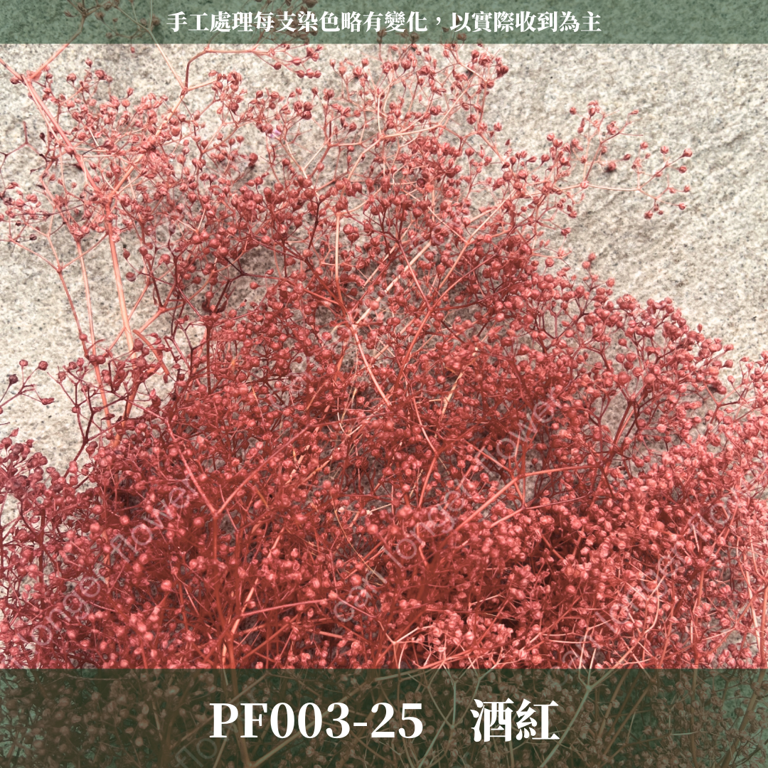 Pf003 迷你滿天星 小滿天星