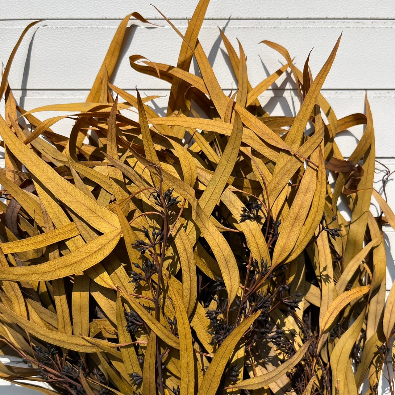 ✿ 台灣現貨 ✿ PL006 DL006 小米果葉 小米果尤加利